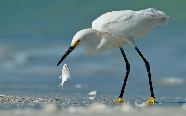 White bird fish mouth beach #2 free wallpaper for desktop - medium preview image