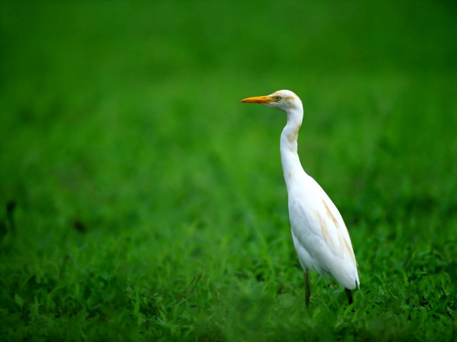 White bird grass yellow beak free wallpaper for desktop - medium preview image