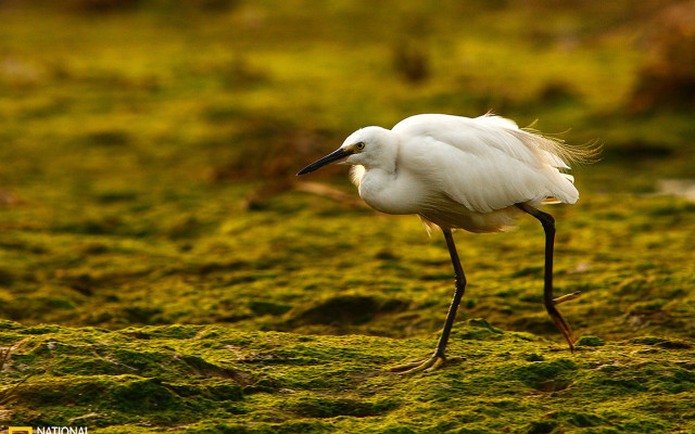 White bird mossy ground microscopic free wallpaper for desktop - medium preview image