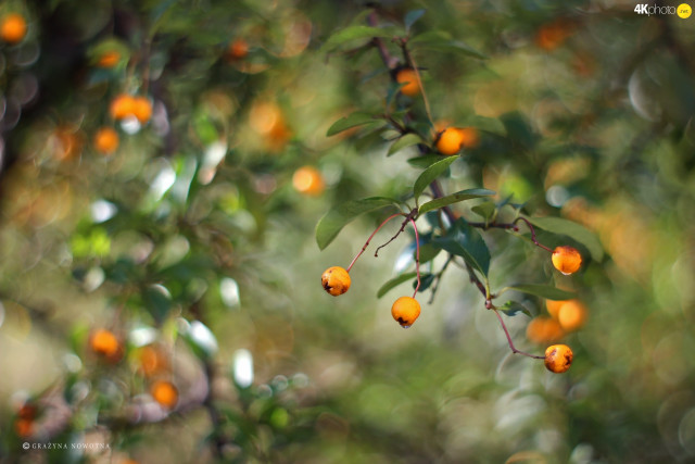 Orange tree christmas bokeh macro free wallpaper for desktop - medium preview image