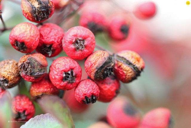 Berries tree branch leaves nature free wallpaper for desktop - medium preview image