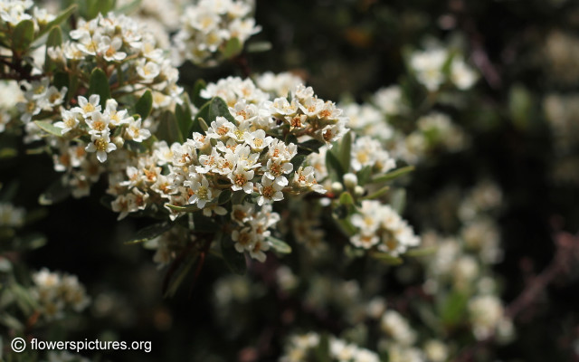 White flowers branch bokeh macro #2 free wallpaper for desktop - medium preview image