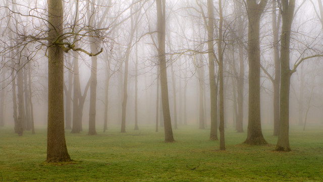 Foggy forest trees grass bench free wallpaper for desktop - medium preview image
