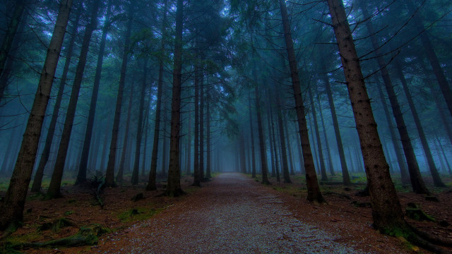 Forest path foggy sky trees free wallpaper for desktop - medium preview image