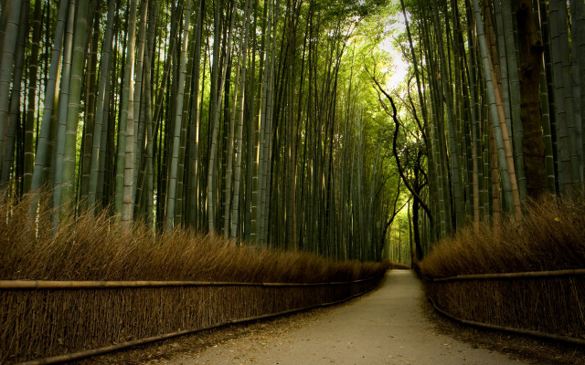 Bamboo forest path tall trees free wallpaper for desktop - medium preview image