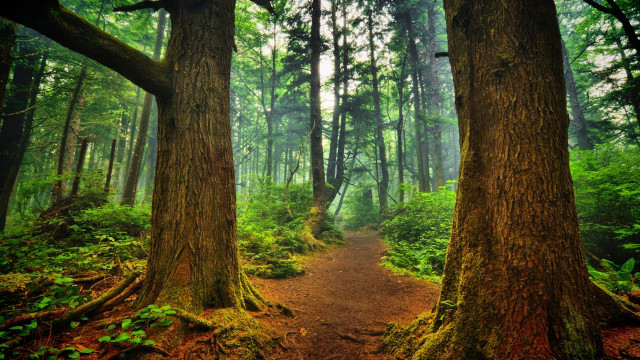 Forest trail dense trees green free wallpaper for desktop - medium preview image