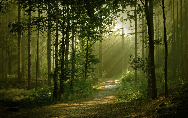 Path woods sunlight trees nature free wallpaper for desktop - medium preview image