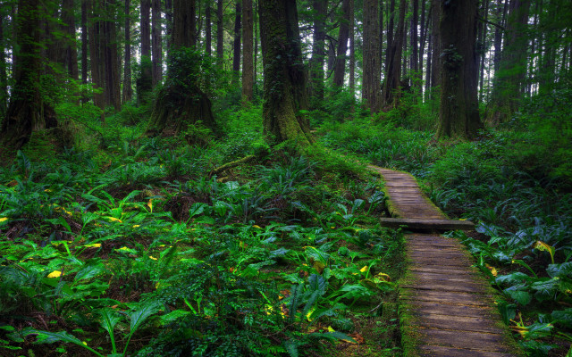 Wooden path lush forest green free wallpaper for desktop - medium preview image