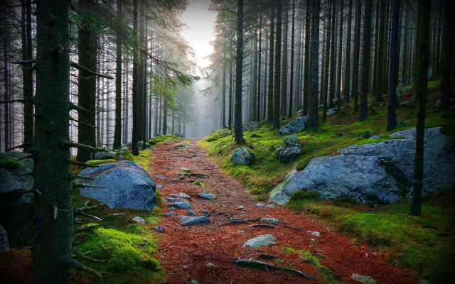 Wooded trail rocks trees fog free wallpaper for desktop - medium preview image