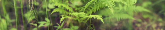 Blurry green plant leaves stems #2 free wallpaper for desktop - medium preview image