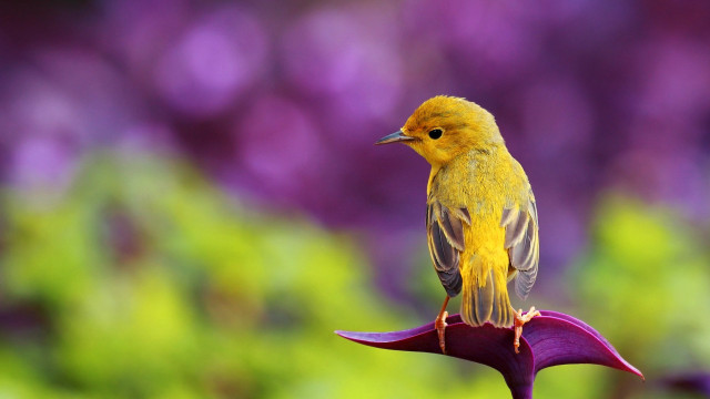 Yellow bird purple flower garden free wallpaper for desktop - medium preview image