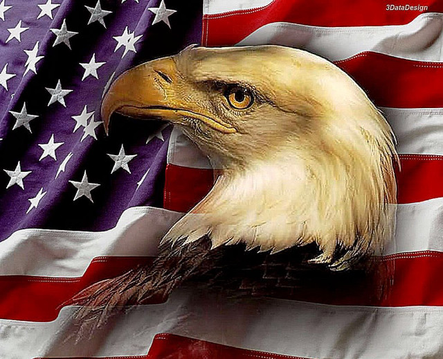 Bald eagle flag background image free wallpaper for desktop - medium preview image