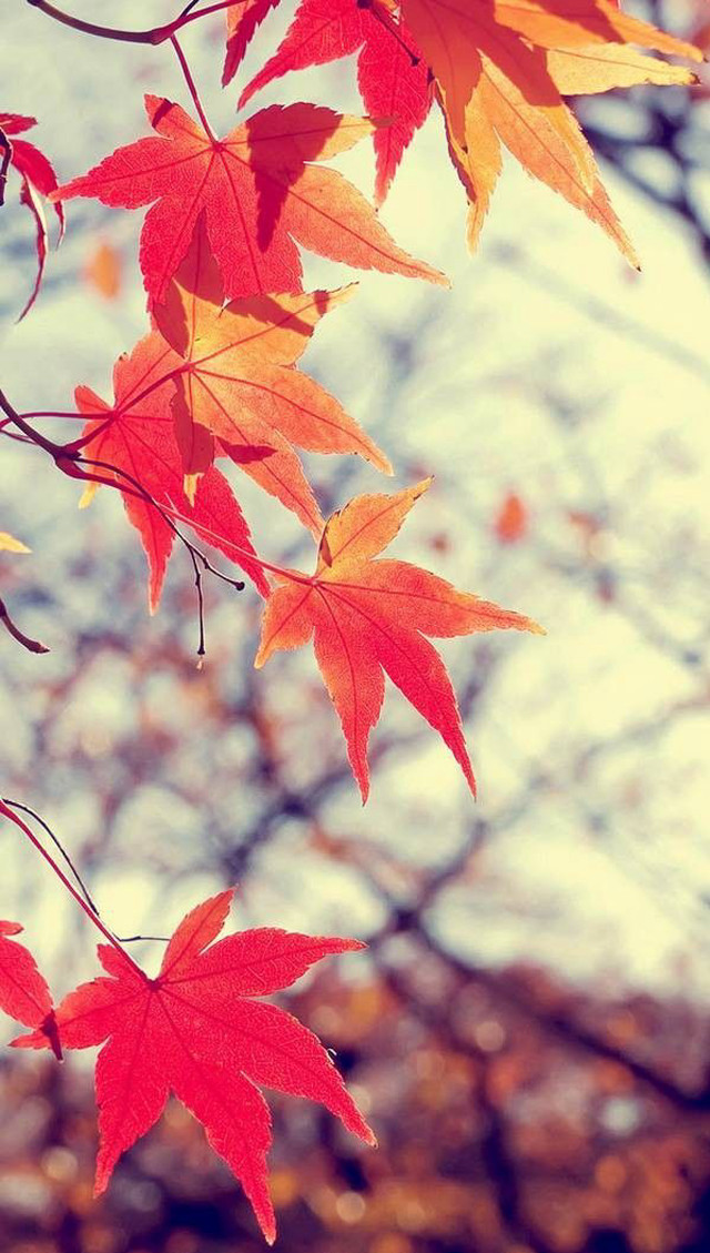 Fall tree red leaves autumn free wallpaper for mobile - medium preview image