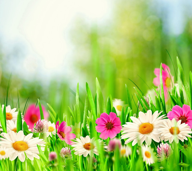 Field of flowers sky background free wallpaper for tablet - medium preview image