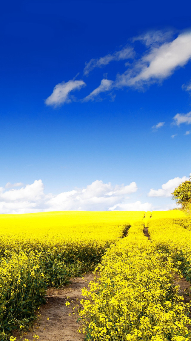 Path yellow flowers blue sky free wallpaper for mobile - medium preview image