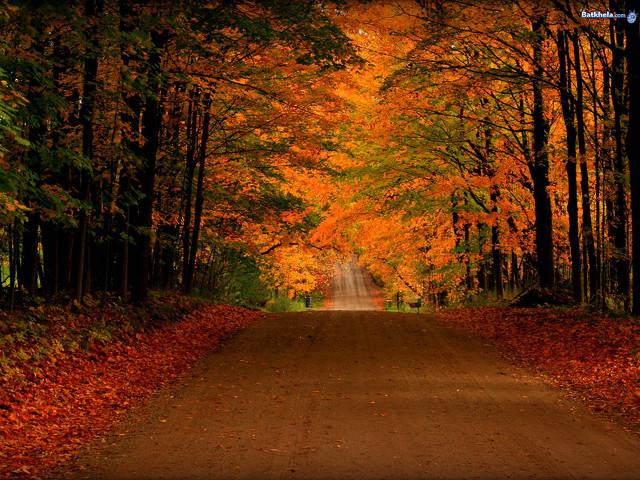 Road surrounded by trees orange free wallpaper for desktop - medium preview image