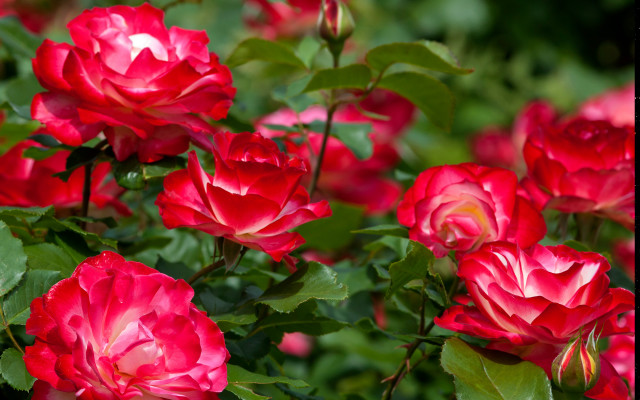 Blooming red roses garden beautiful free wallpaper for desktop - medium preview image