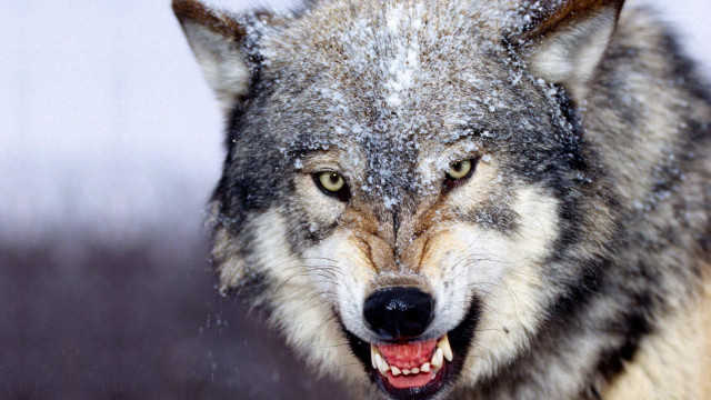 Wolf snowy face angry furry free wallpaper for desktop - medium preview image