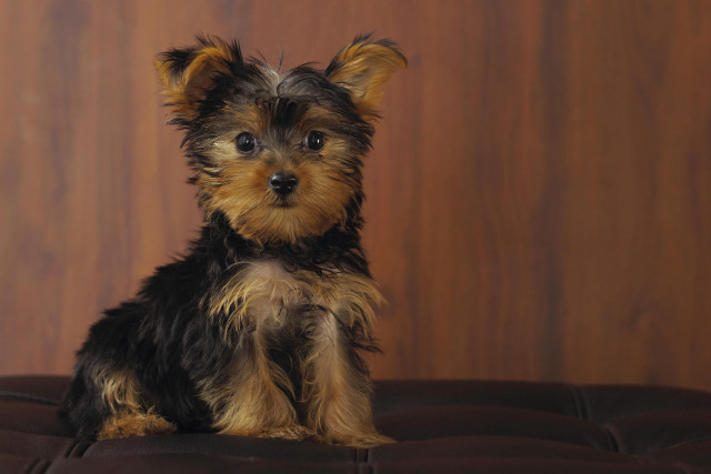 Small dog couch wooden wall free wallpaper for desktop - medium preview image