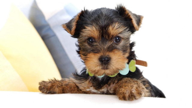 Small dog green collar laying free wallpaper for desktop - medium preview image