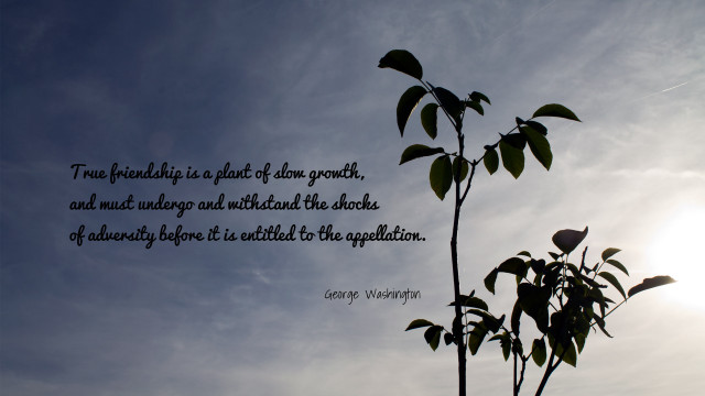 Tree branch quote blue sky free wallpaper for desktop - medium preview image