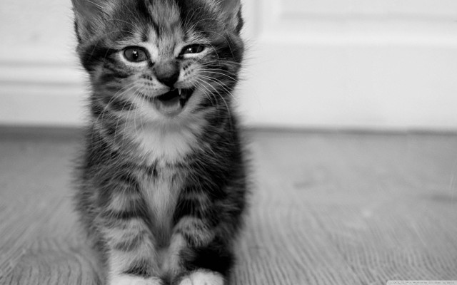 Kitten surprised blackandwhite cat dog free wallpaper for desktop - medium preview image