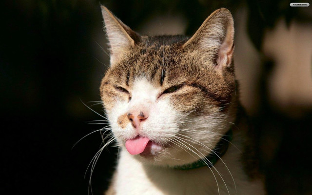 Cat tongue closed eyes blurry free wallpaper for desktop - medium preview image
