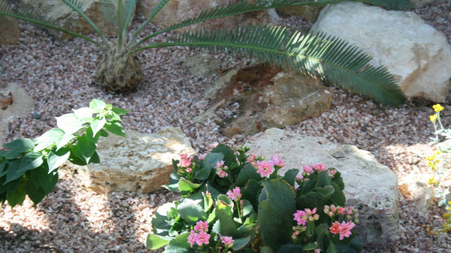 Small plant rock garden pink free wallpaper for desktop - medium preview image