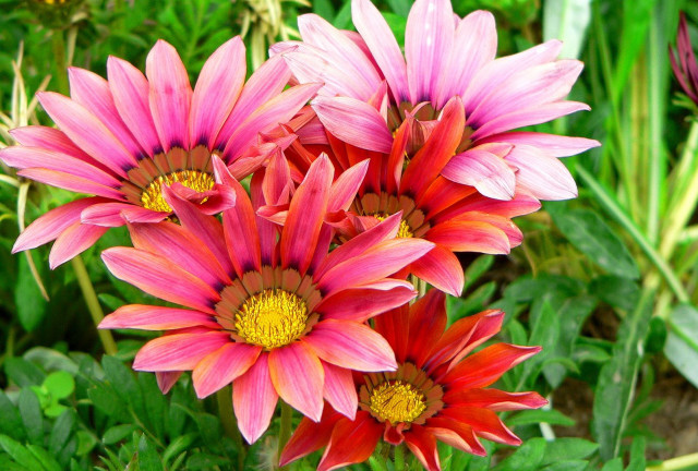 Pink flowers garden green leaves free wallpaper for desktop - medium preview image