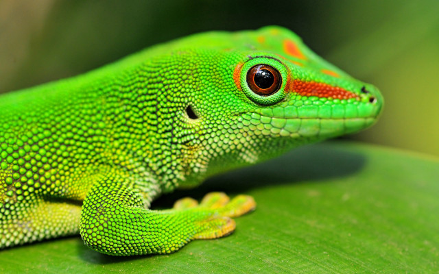 Green lizard red spots leaf free wallpaper for desktop - medium preview image