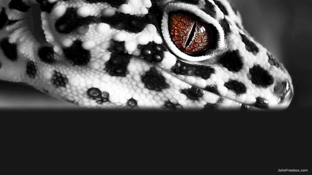 Leopard eye closeup black background free wallpaper for desktop - medium preview image