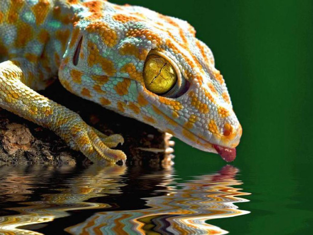Gecko rock drinking water pond free wallpaper for desktop - medium preview image