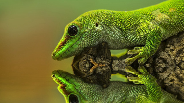 Green lizard sitting rock looking free wallpaper for desktop - medium preview image