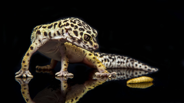 Leopard gecko black surface reflection free wallpaper for desktop - medium preview image