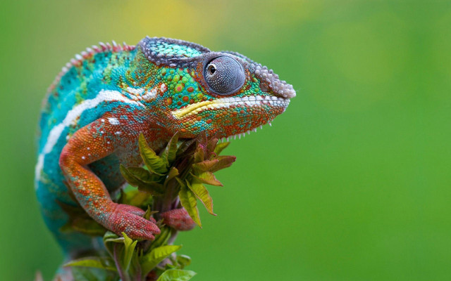 Colorful chameleon branch leaves green #3 free wallpaper for desktop - medium preview image