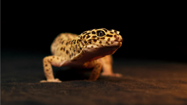 Leopard gecko dark table eyes free wallpaper for desktop - medium preview image
