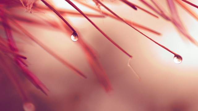 Tree branch water drops macro free wallpaper for desktop - medium preview image