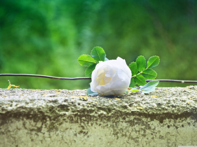 White rose stone wall green free wallpaper for desktop - medium preview image