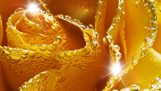 Yellow flower water droplets diamond free wallpaper for desktop - medium preview image