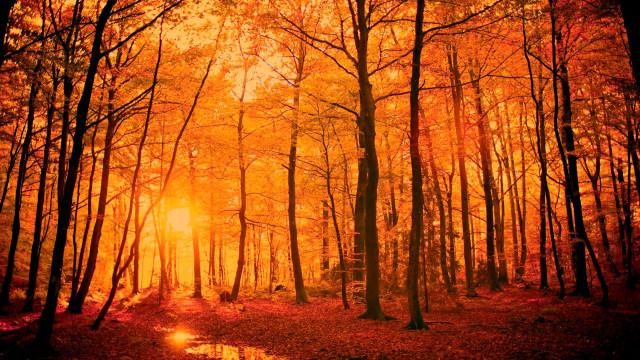Woodland path orange light wet free wallpaper for desktop - medium preview image