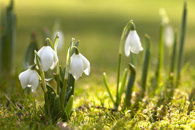 White flowers grass sunny macro free wallpaper for desktop - medium preview image
