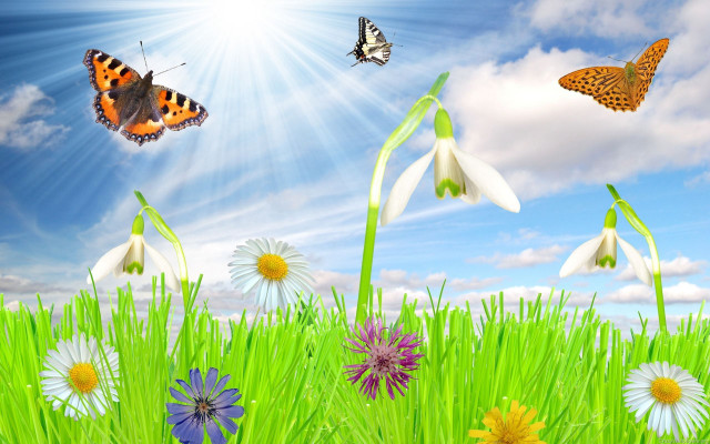 Field grass flowers butterflies blue free wallpaper for desktop - medium preview image