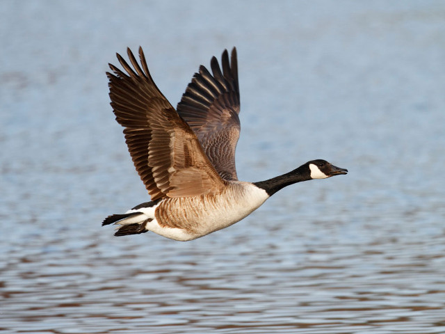 Goose flying water wings spread free wallpaper for desktop - medium preview image