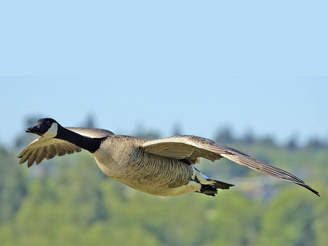 Goose flying trees blue sky free wallpaper for desktop - medium preview image