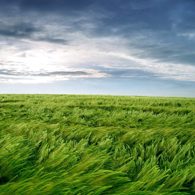 Field green grass cloudy sky #2 free wallpaper for tablet - medium preview image