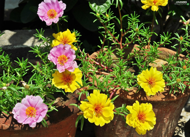 Flowers pot table rocks dirt free wallpaper for desktop - medium preview image