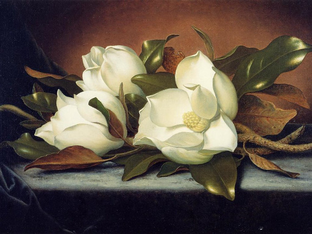 White flowers table leaves pine free wallpaper for desktop - medium preview image