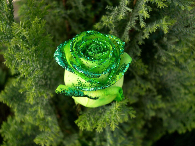 Green rose branch water droplets free wallpaper for desktop - medium preview image