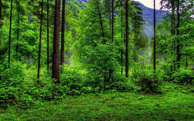 Lush green forest hillside trees free wallpaper for desktop - medium preview image