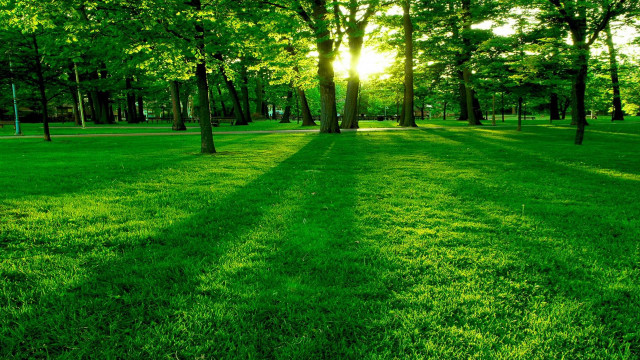 Grassy field trees bench sunshine #3 free wallpaper for desktop - medium preview image